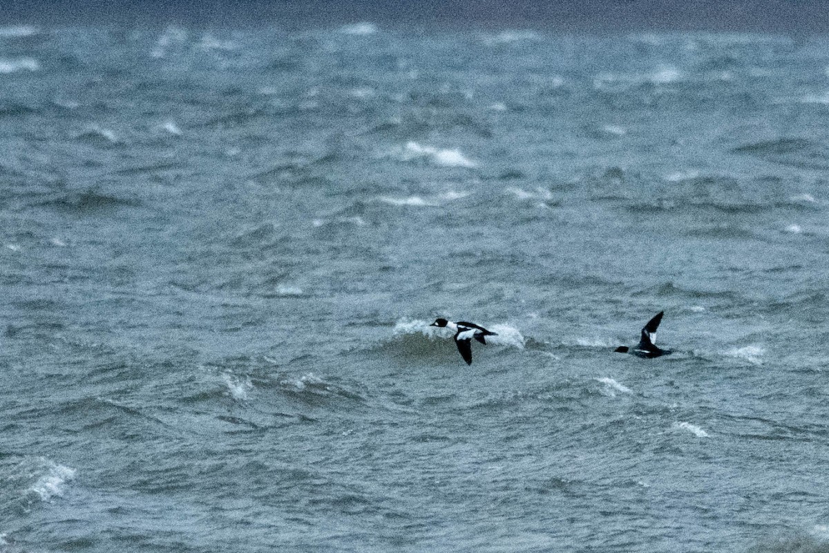 Common Goldeneye - ML626581958