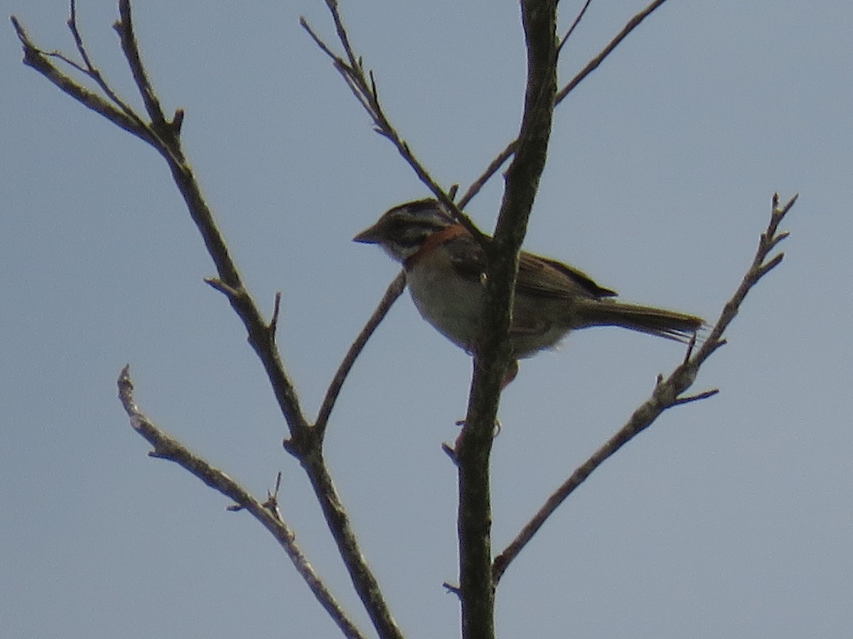 Rufous-collared Sparrow - ML626581963