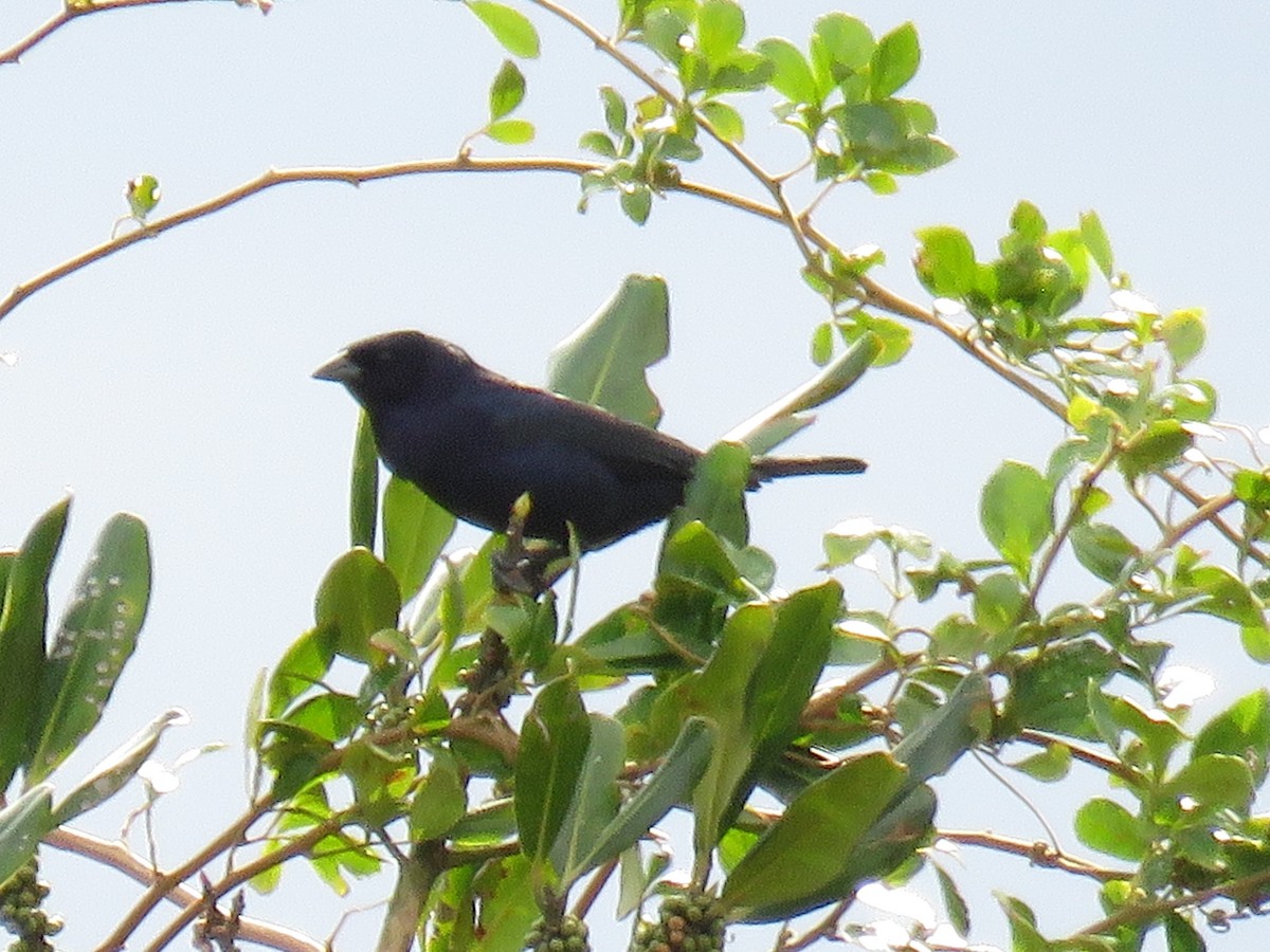 Shiny Cowbird - ML626581970