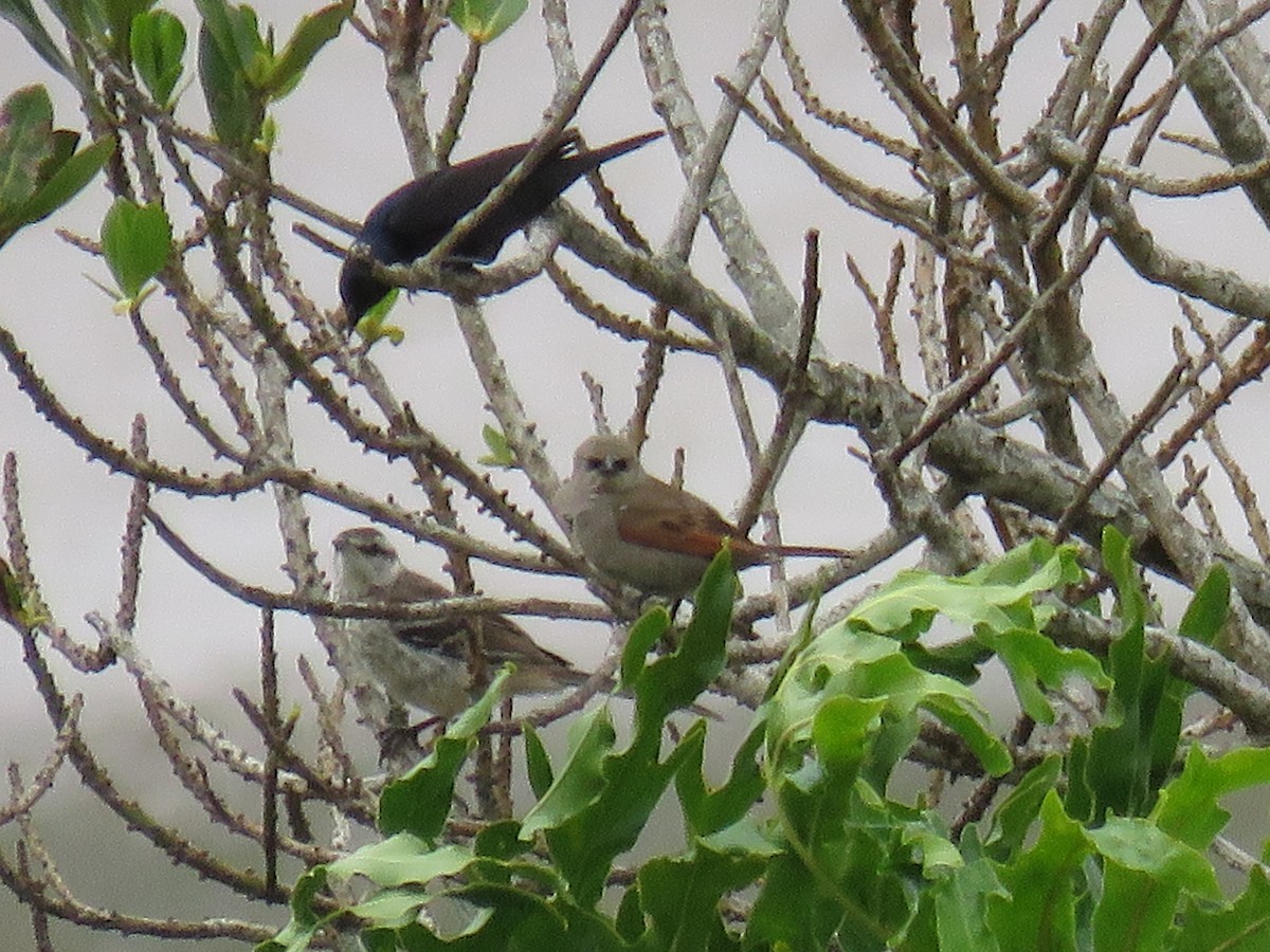 Grayish Baywing - ML626581976