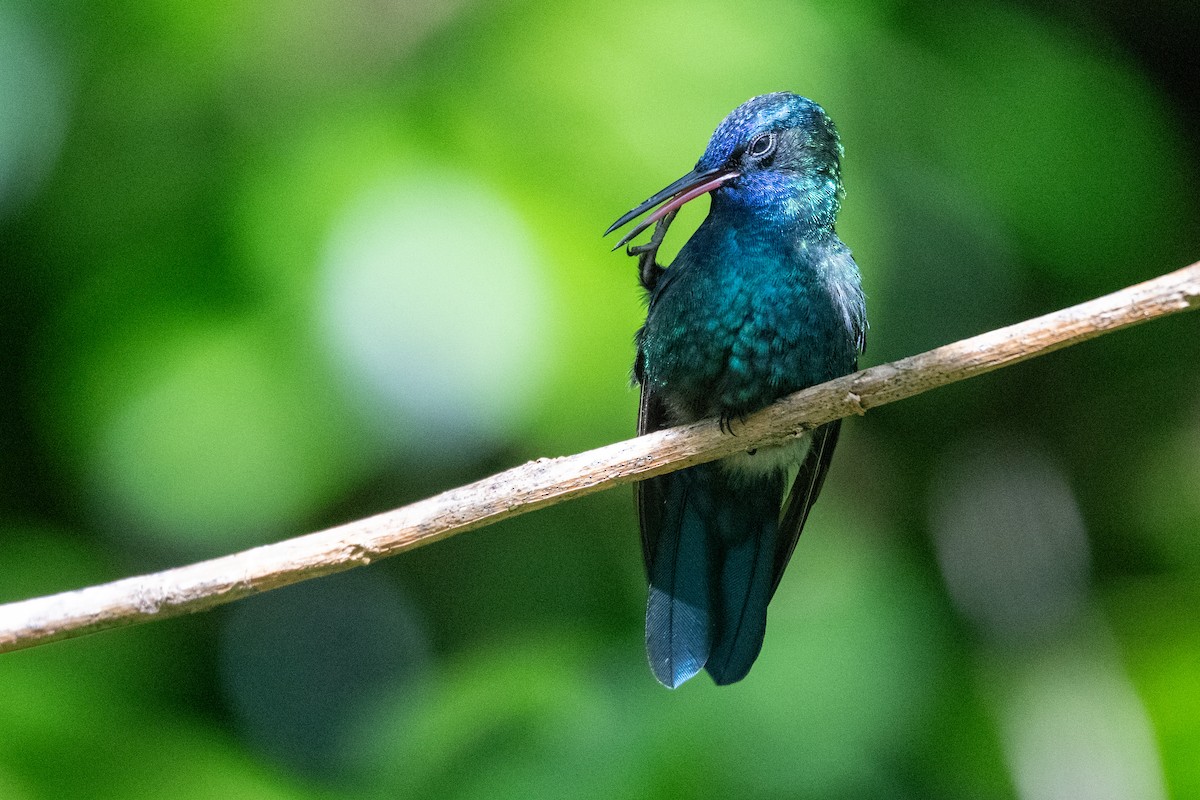Blue-headed Hummingbird - ML626581978