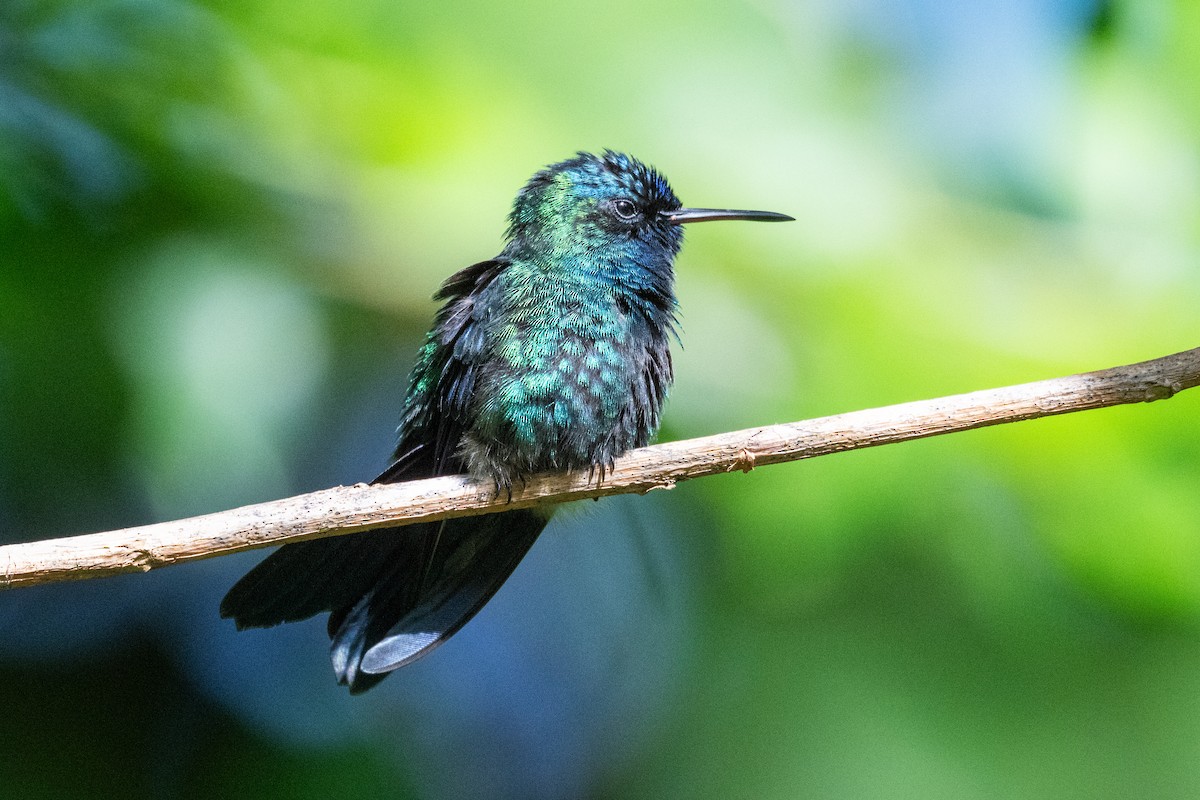 Blue-headed Hummingbird - ML626581979