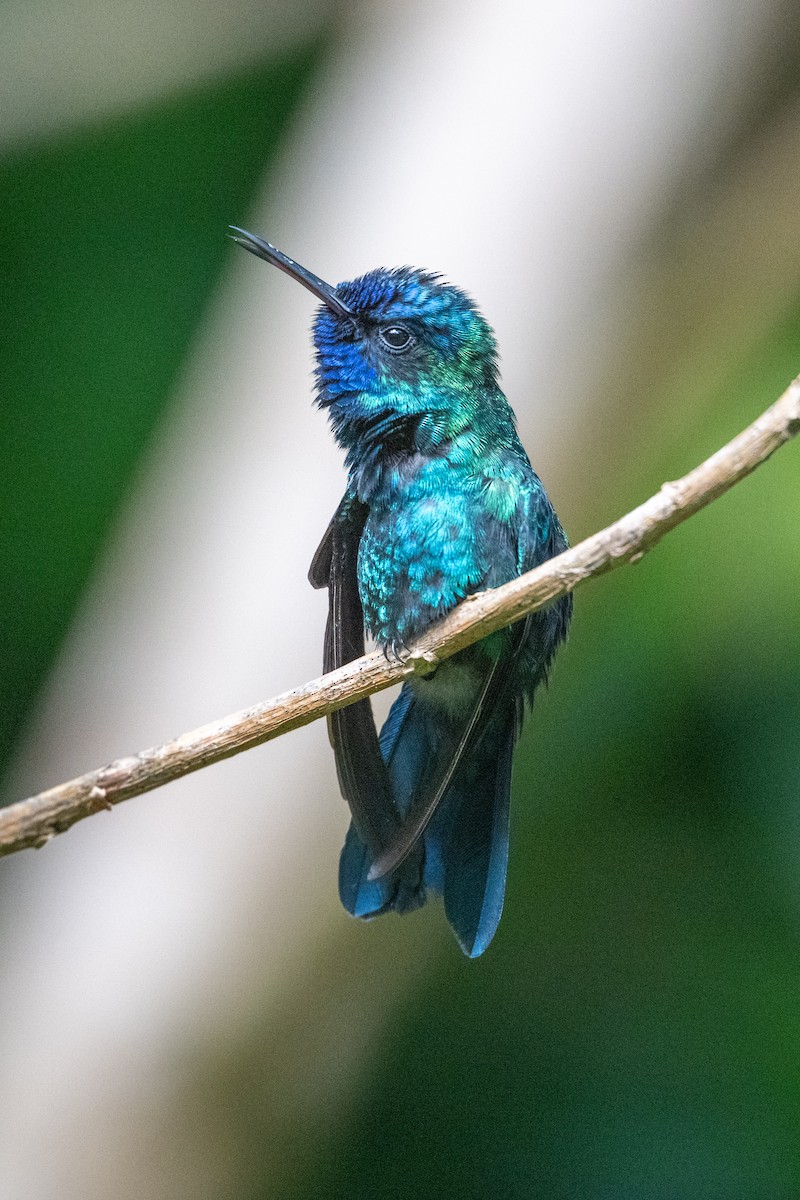 Blue-headed Hummingbird - ML626581982