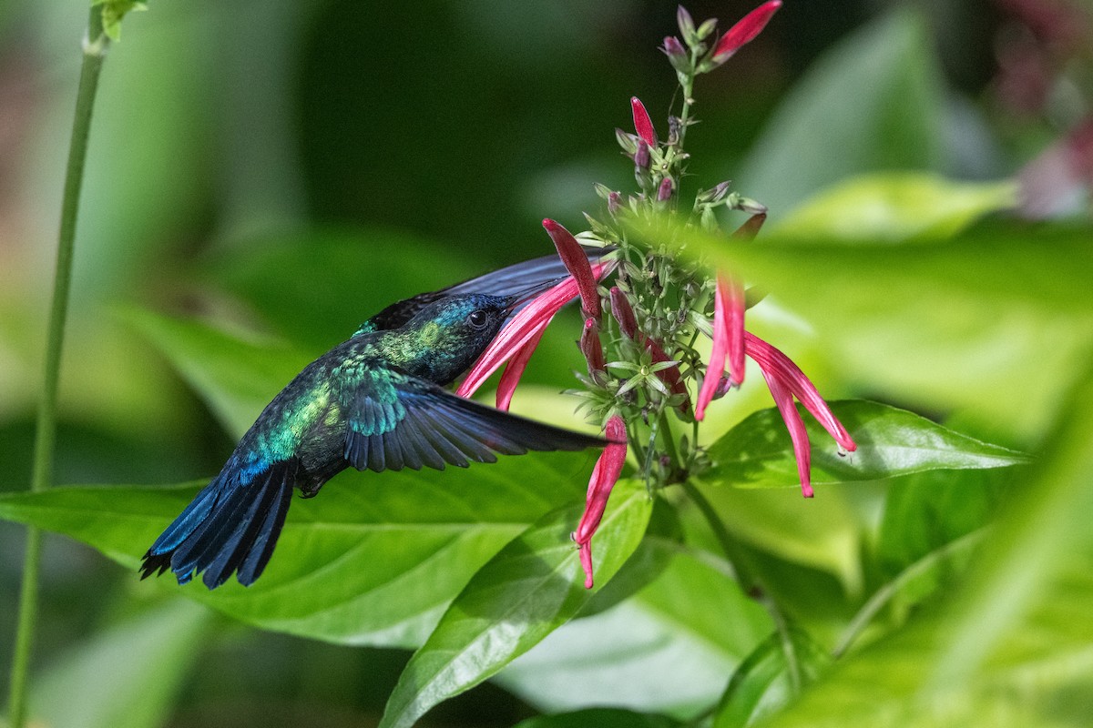 Blue-headed Hummingbird - ML626581983