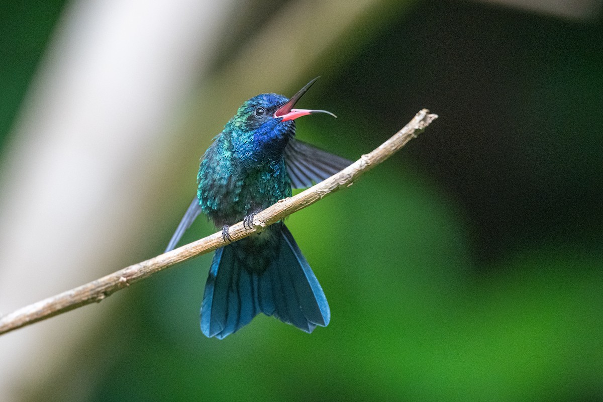 Blue-headed Hummingbird - ML626581984
