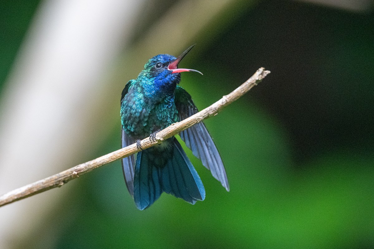 Blue-headed Hummingbird - ML626581985