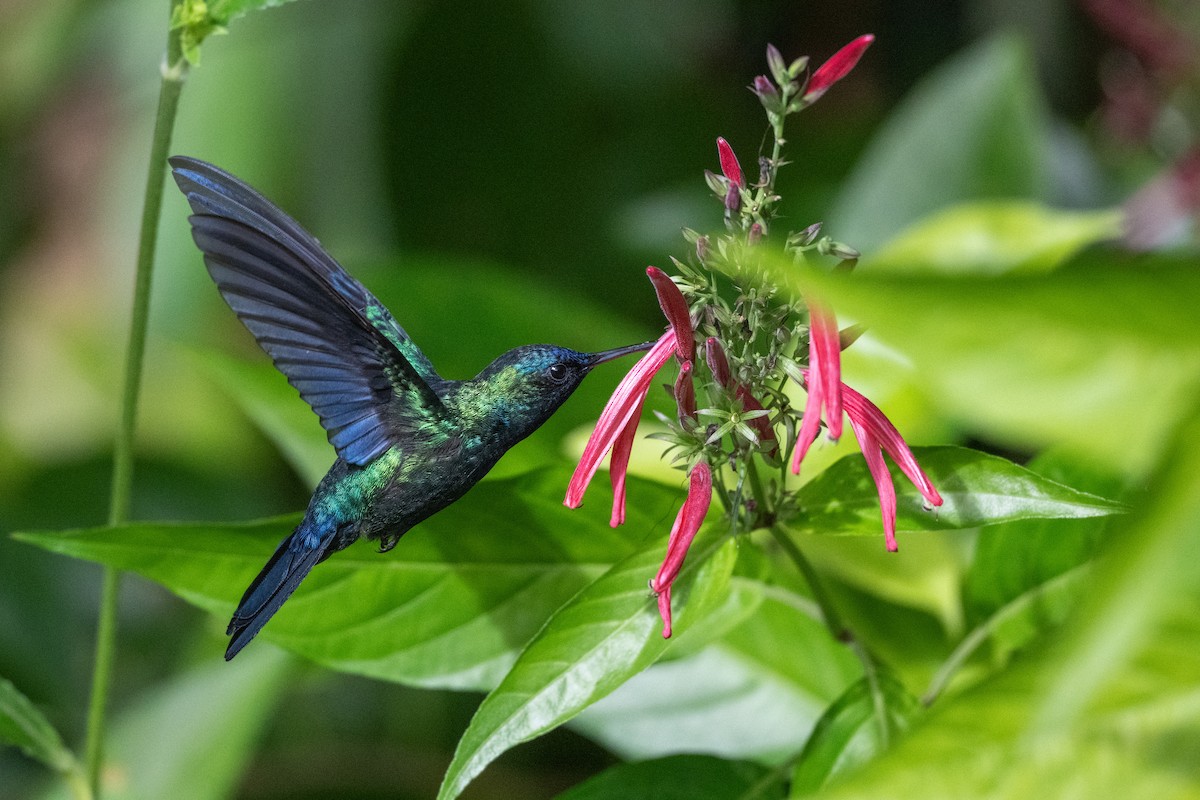 Blue-headed Hummingbird - ML626581986