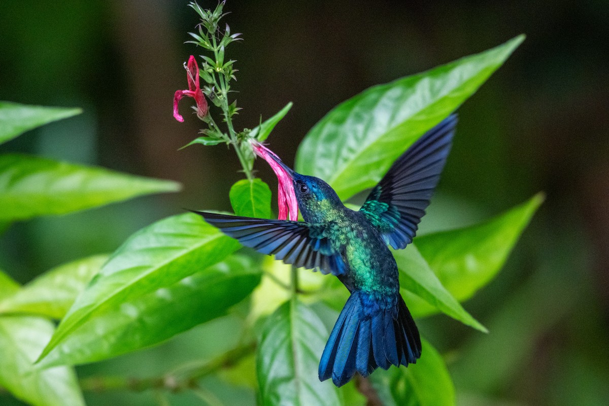 Blue-headed Hummingbird - ML626581987