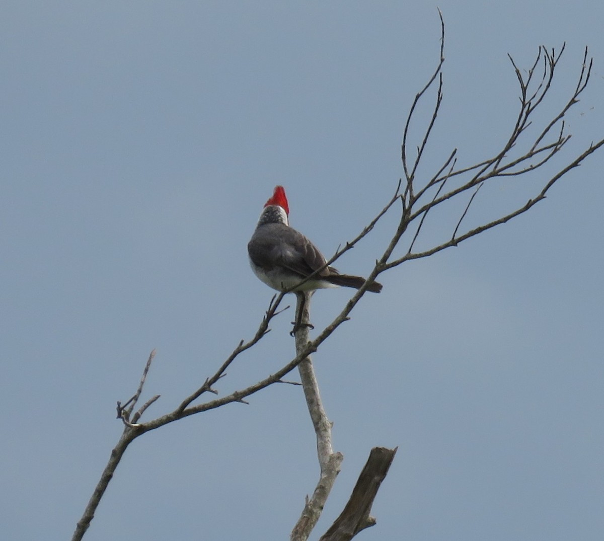 Red-crested Cardinal - ML626581993