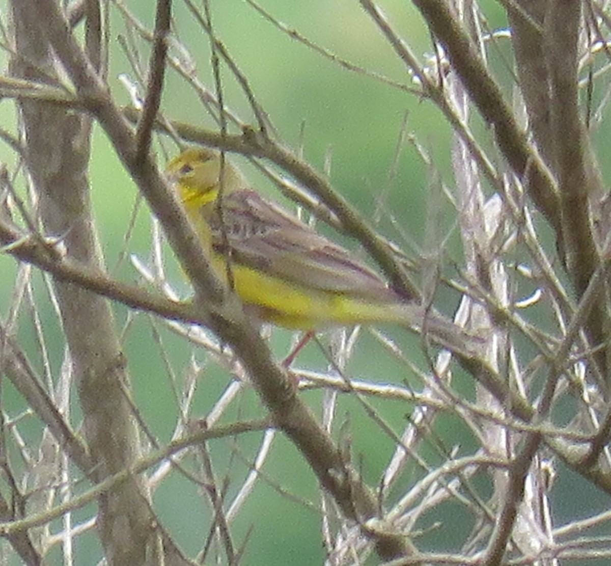 Grassland Yellow-Finch - ML626582005