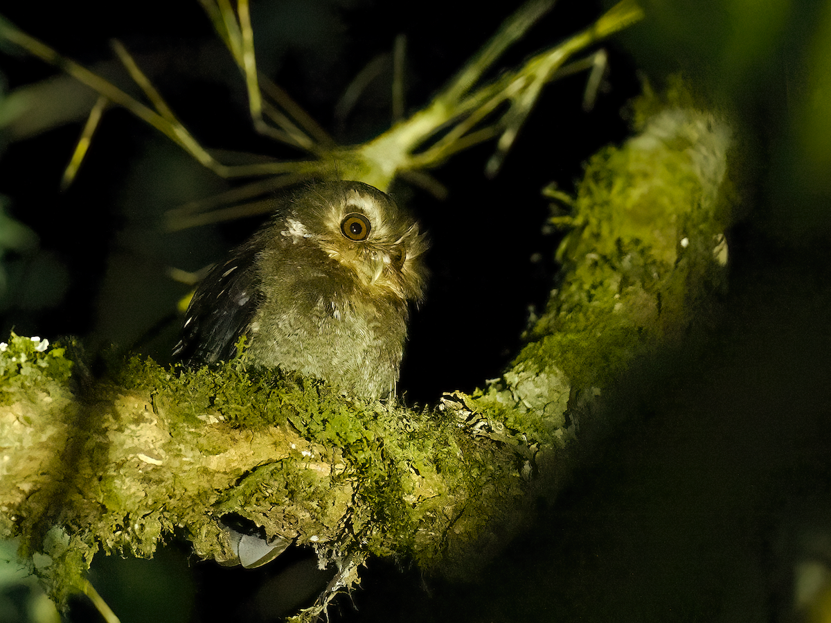 Long-whiskered Owlet - ML626582084