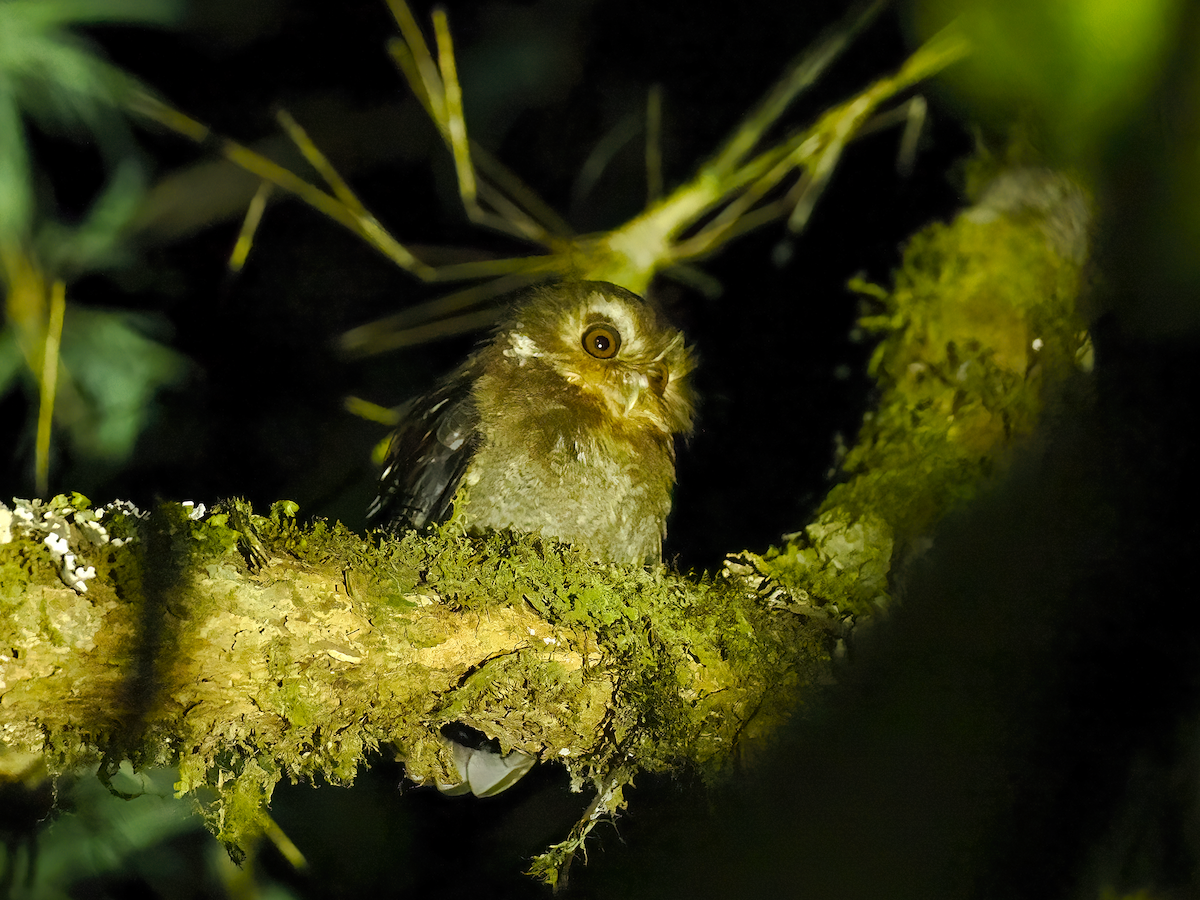 Long-whiskered Owlet - ML626582085