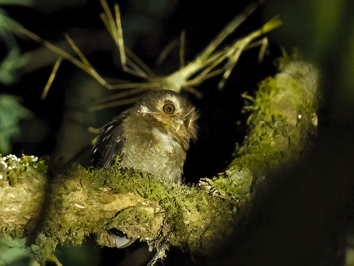 Long-whiskered Owlet - ML626582086