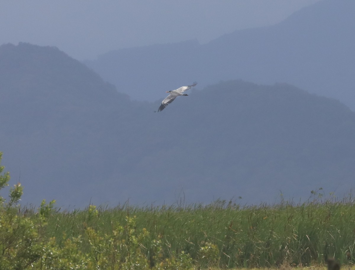 Cocoi Heron - ML626582122