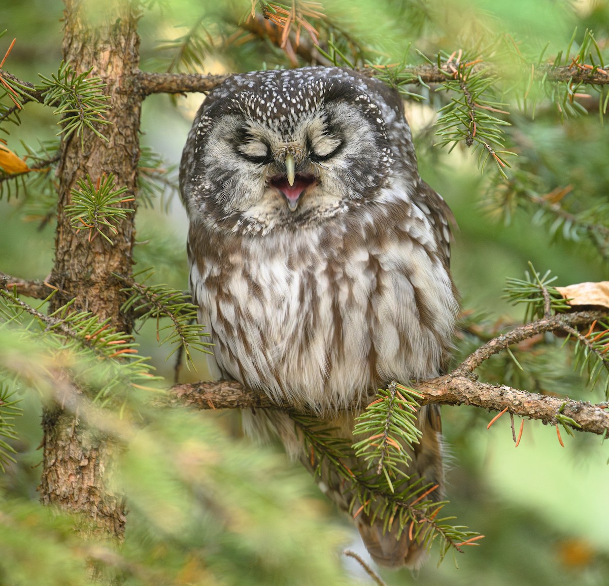 Boreal Owl - ML626582136