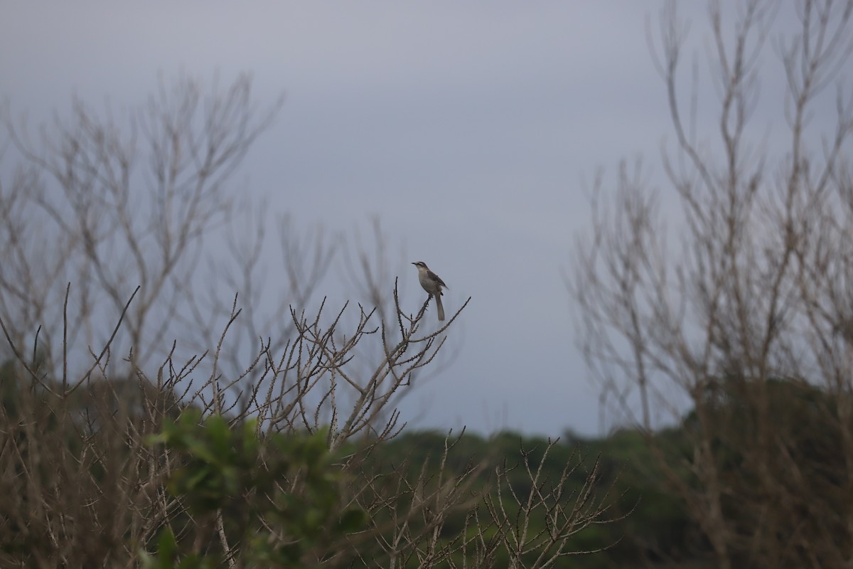 Chalk-browed Mockingbird - ML626582143