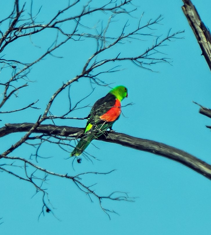 Red-winged Parrot - ML626582184