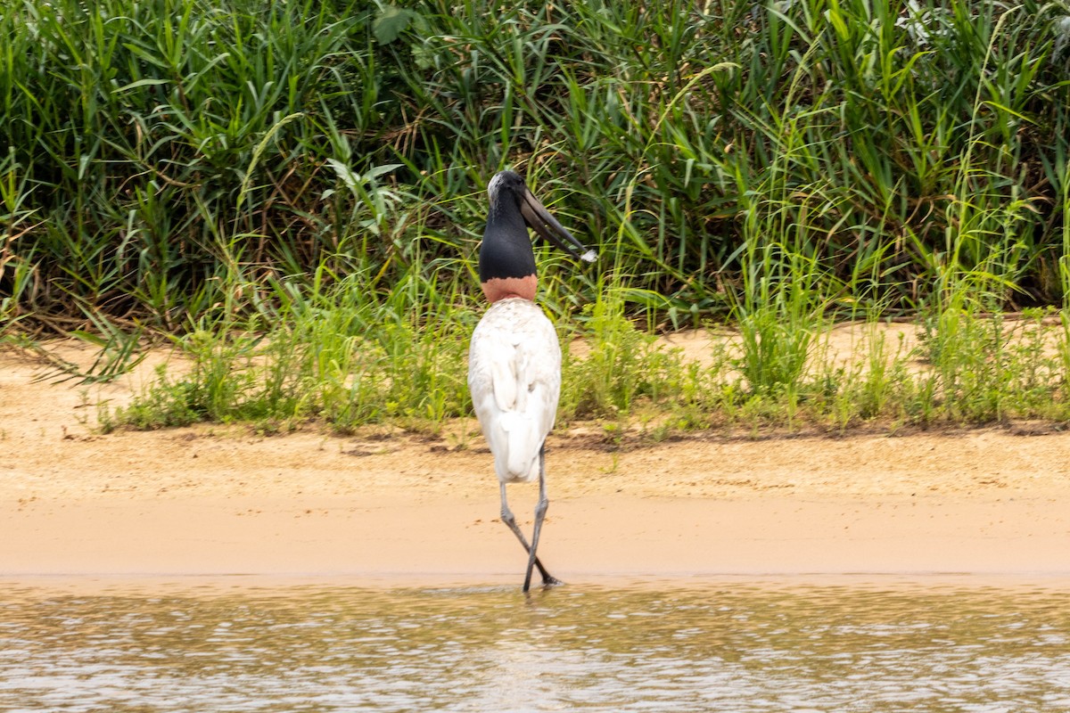 Jabiru - ML626582274