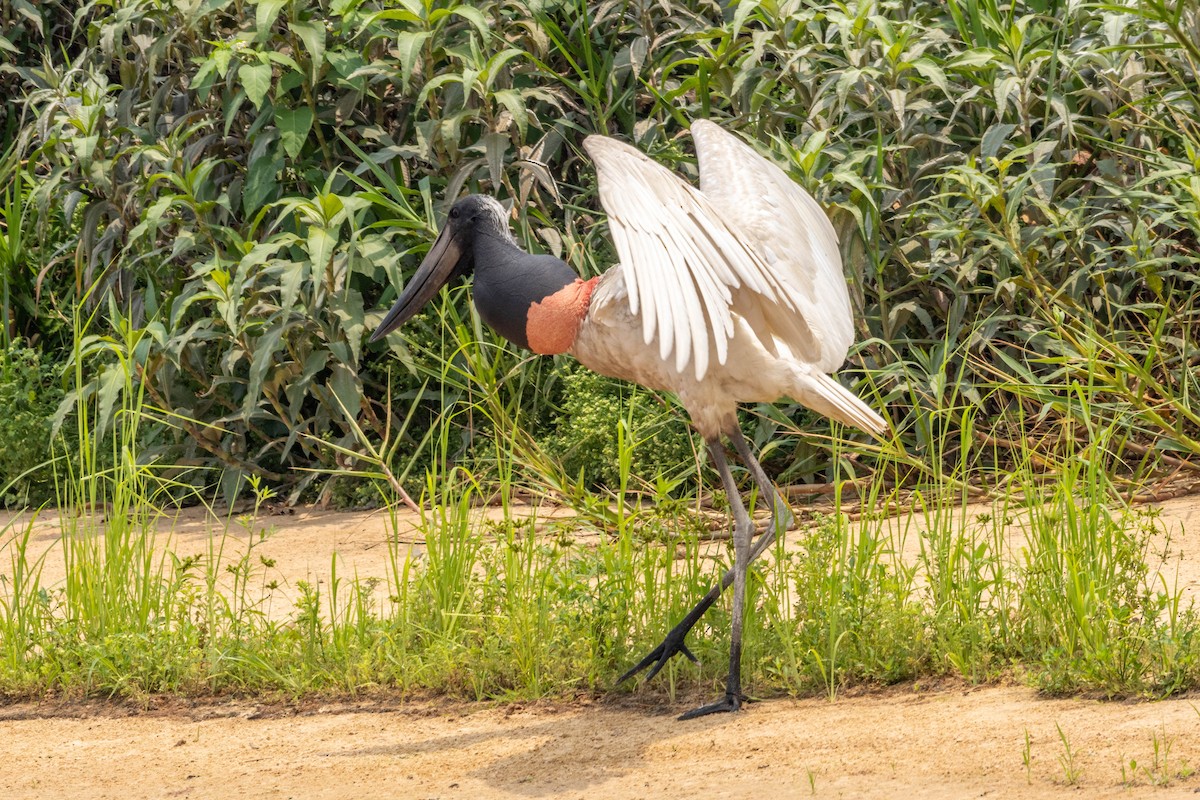 Jabiru - ML626582275