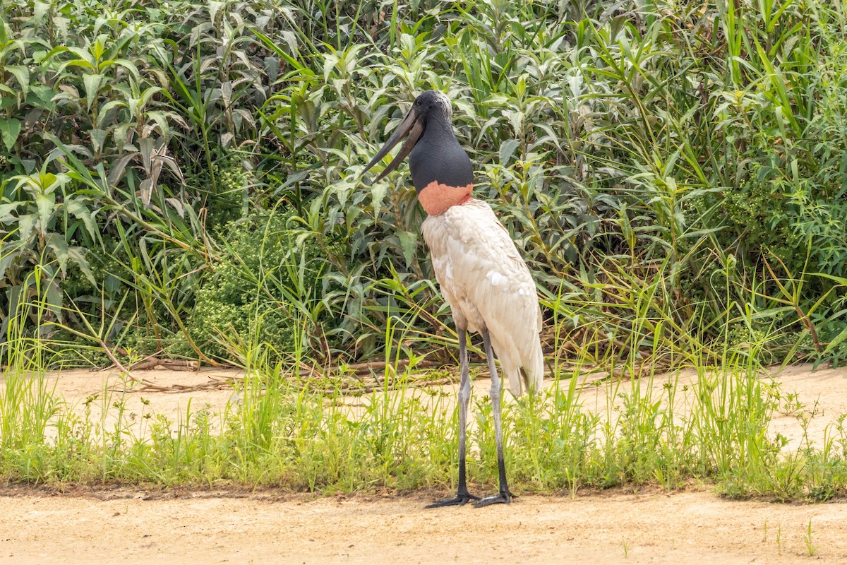 Jabiru - ML626582279