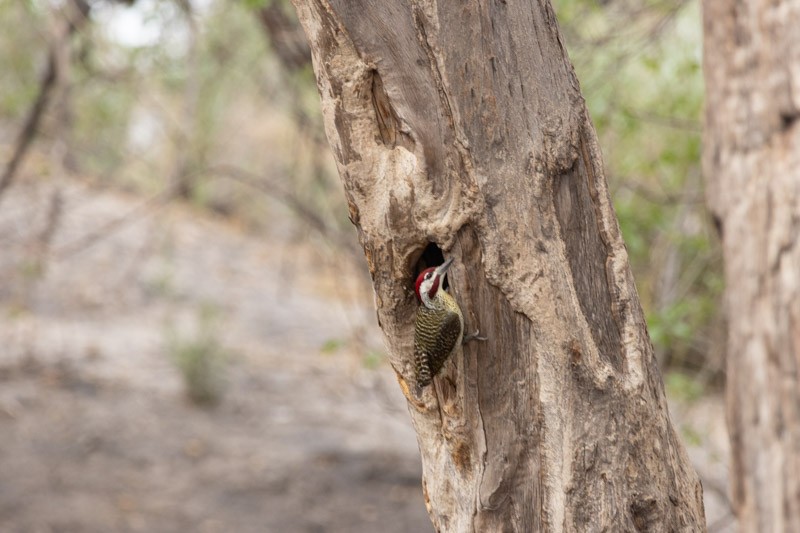 Golden-tailed Woodpecker - ML626582345