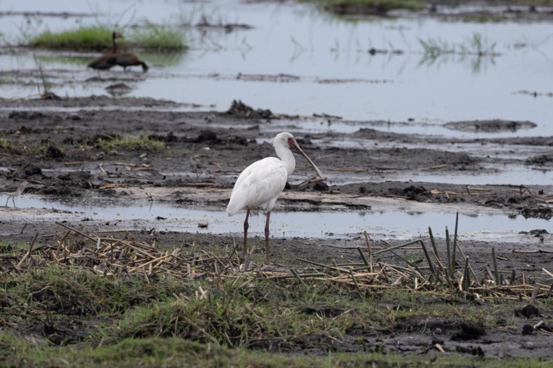 African Spoonbill - ML626582352
