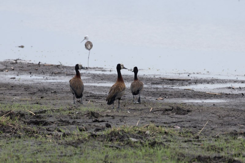 White-faced Whistling-Duck - ML626582358