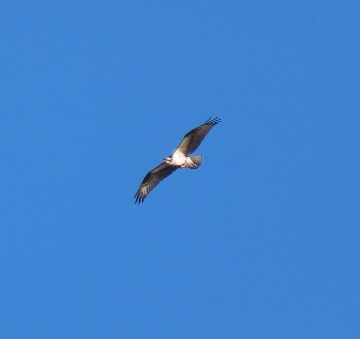 Osprey - ML626582393