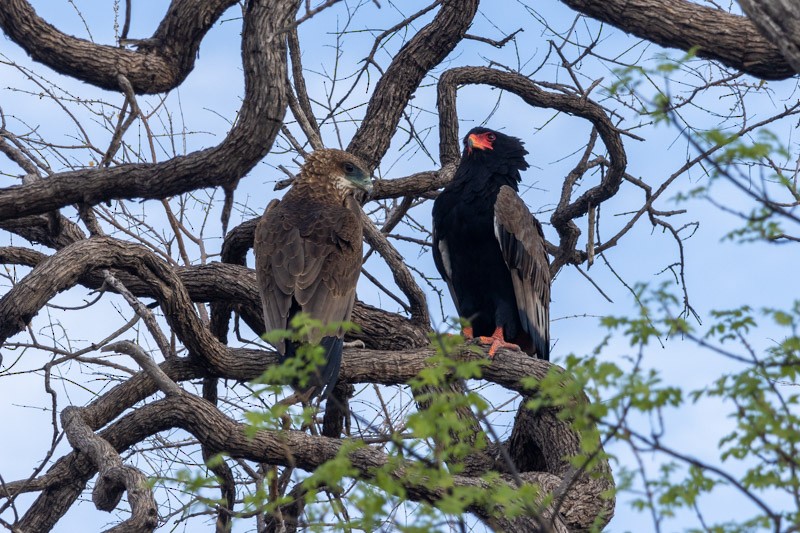 Bateleur - ML626582395