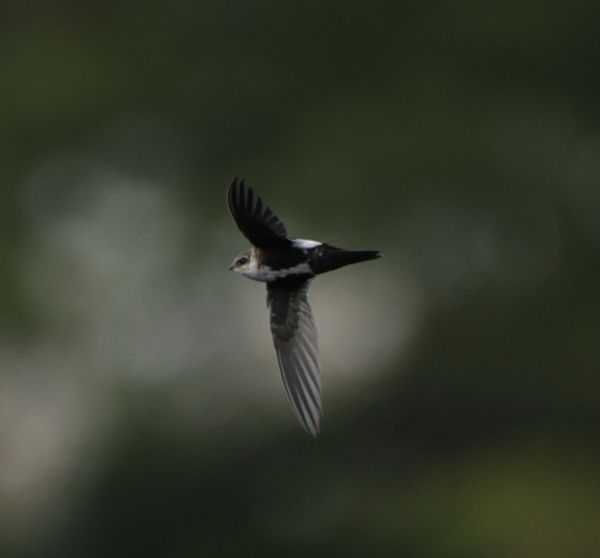 White-throated Swift - ML626582434