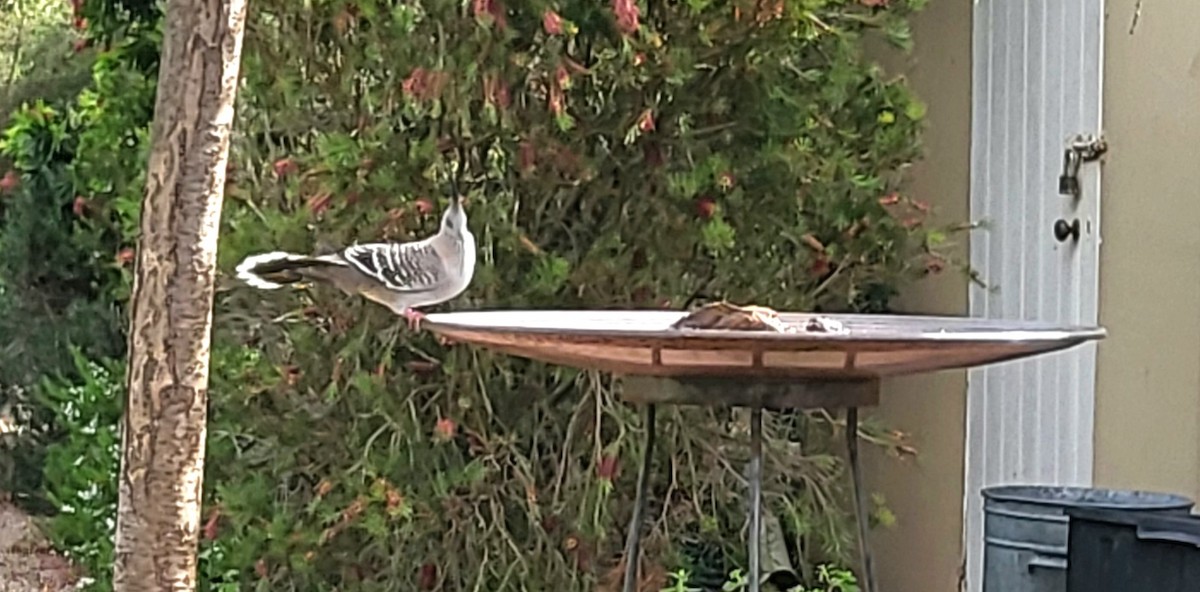 Crested Pigeon - ML626582439