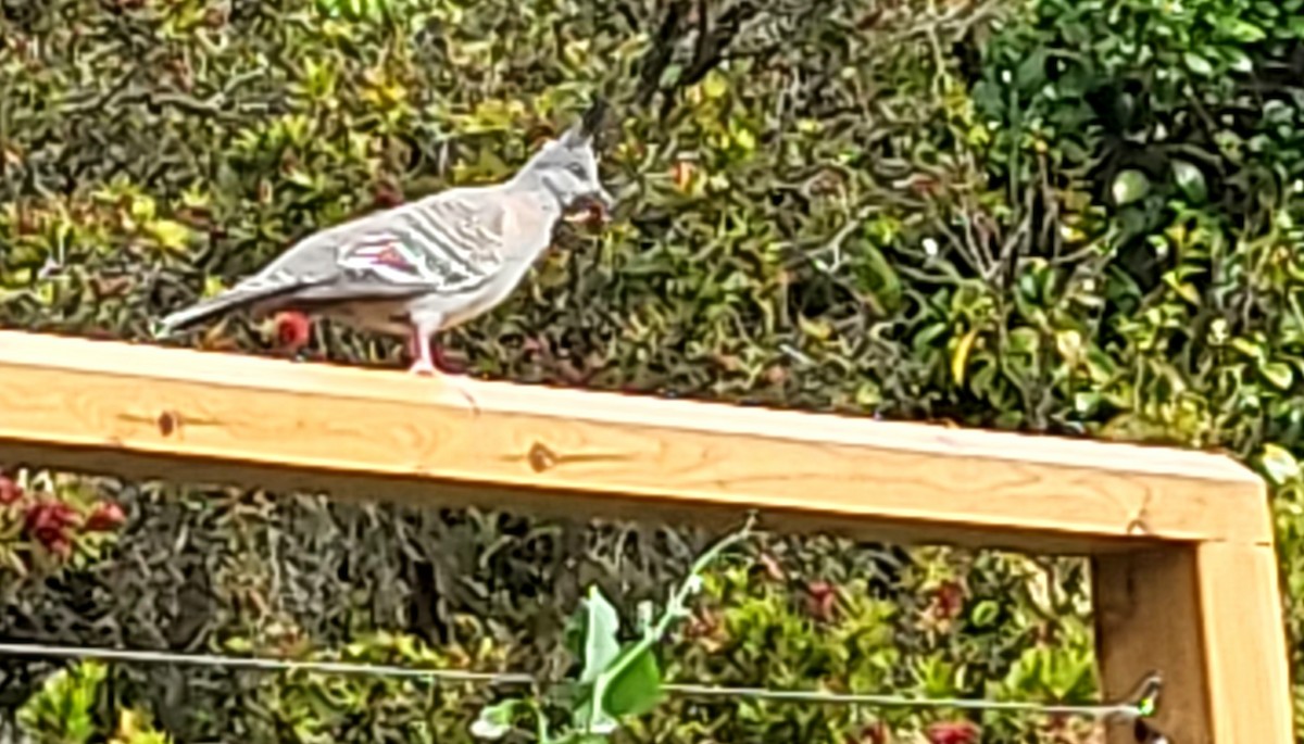 Crested Pigeon - ML626582440