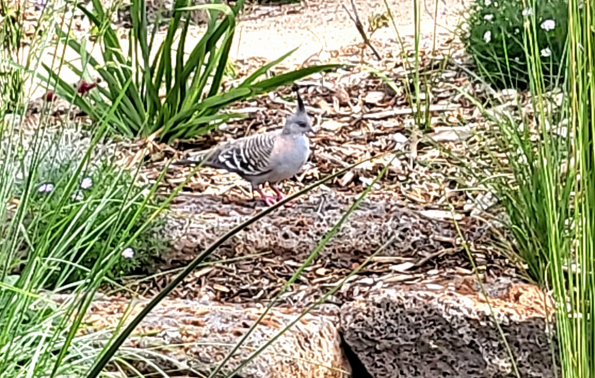 Crested Pigeon - ML626582441