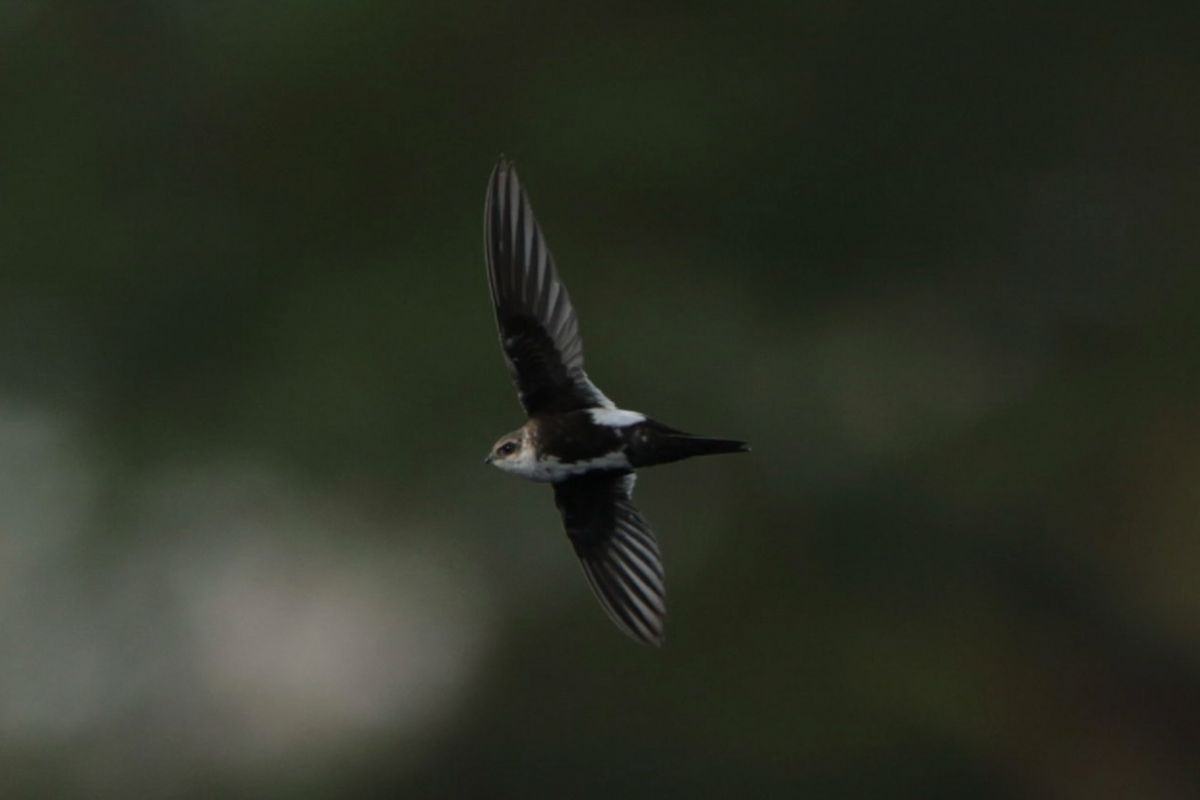White-throated Swift - ML626582496