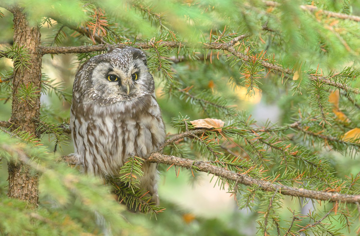 Boreal Owl - ML626582555