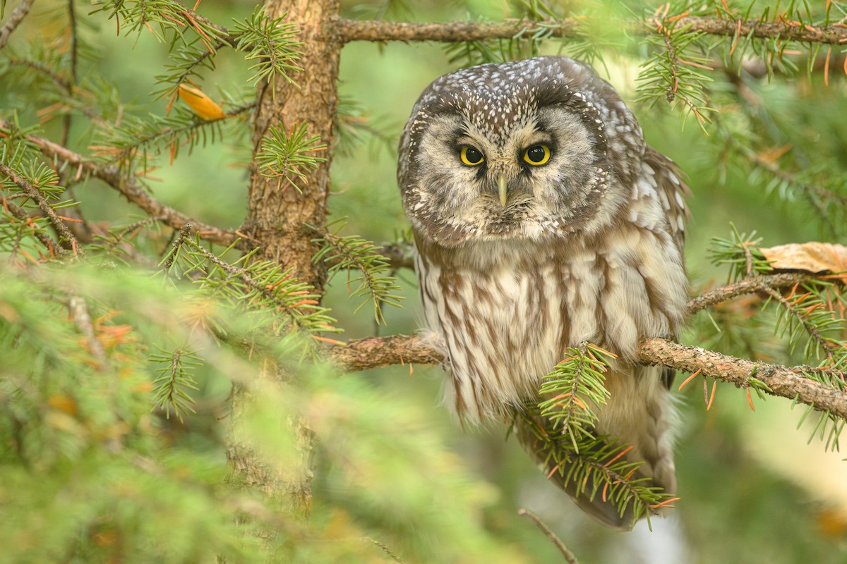Boreal Owl - ML626582556