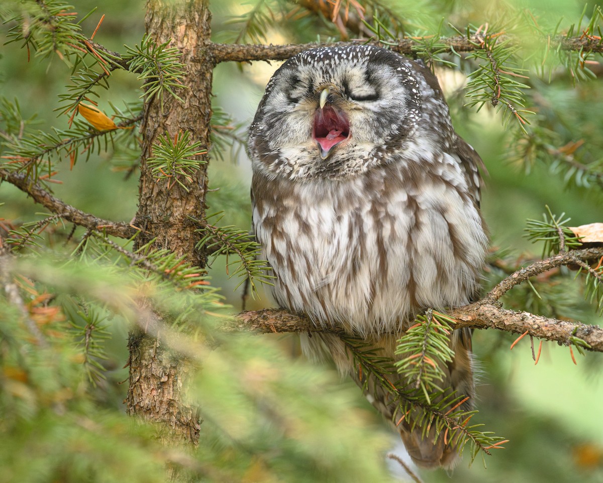 Boreal Owl - ML626582557