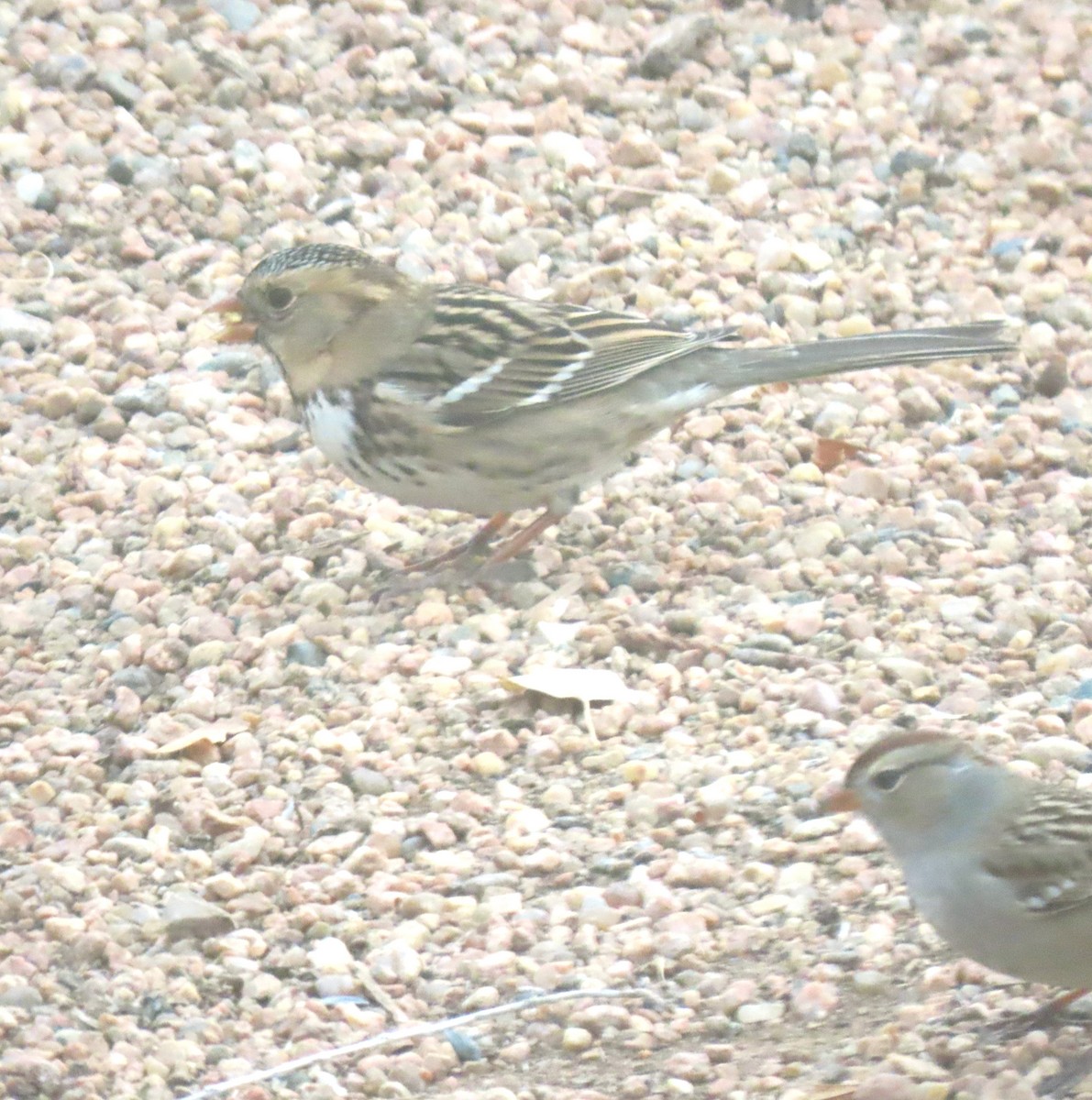 Harris's Sparrow - ML626582763