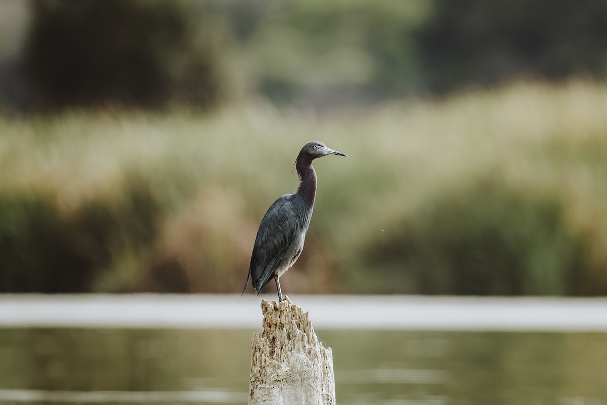 Little Blue Heron - ML626582785