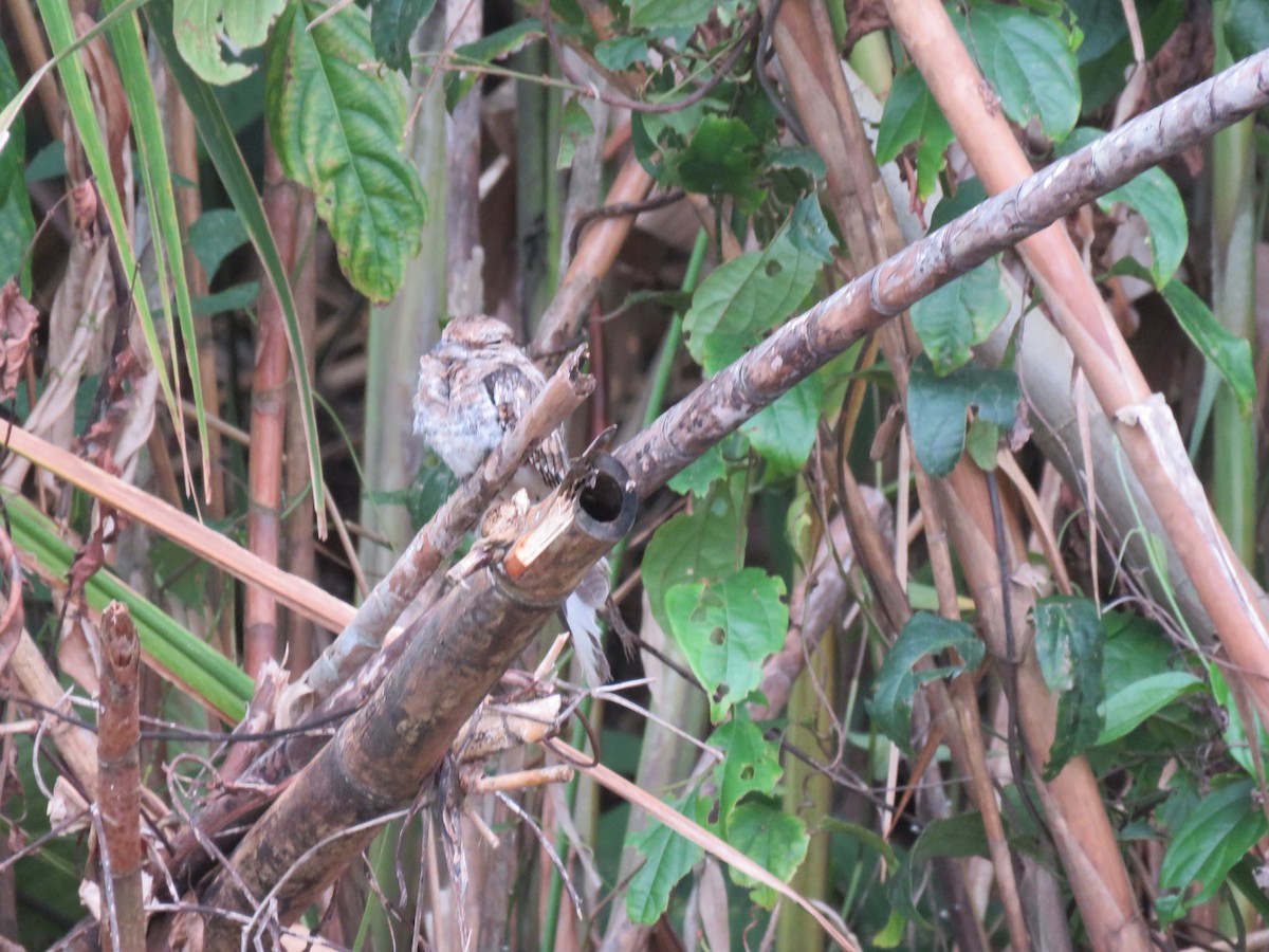 Ladder-tailed Nightjar - ML626582816