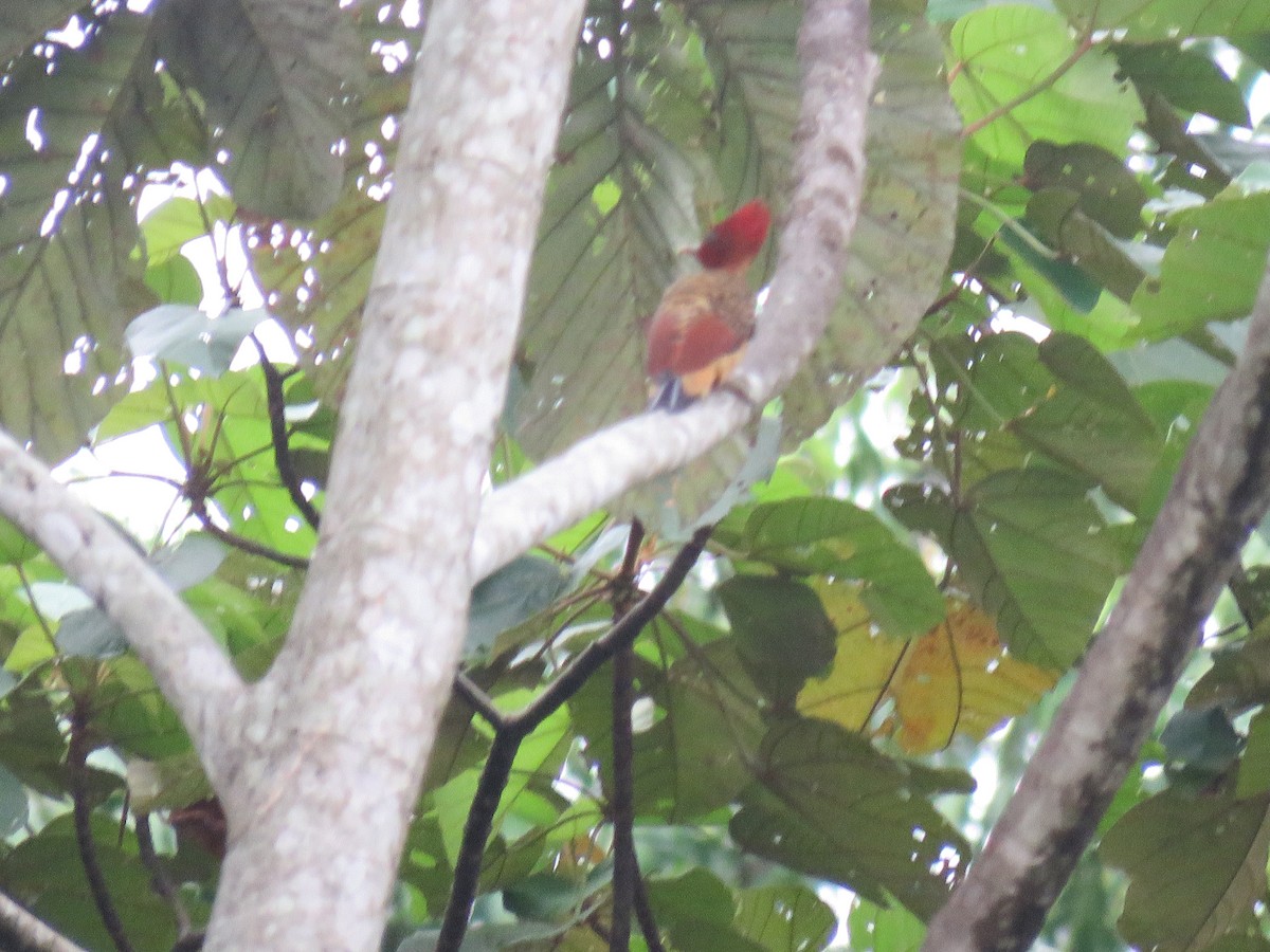 Rufous-headed Woodpecker - ML626582824