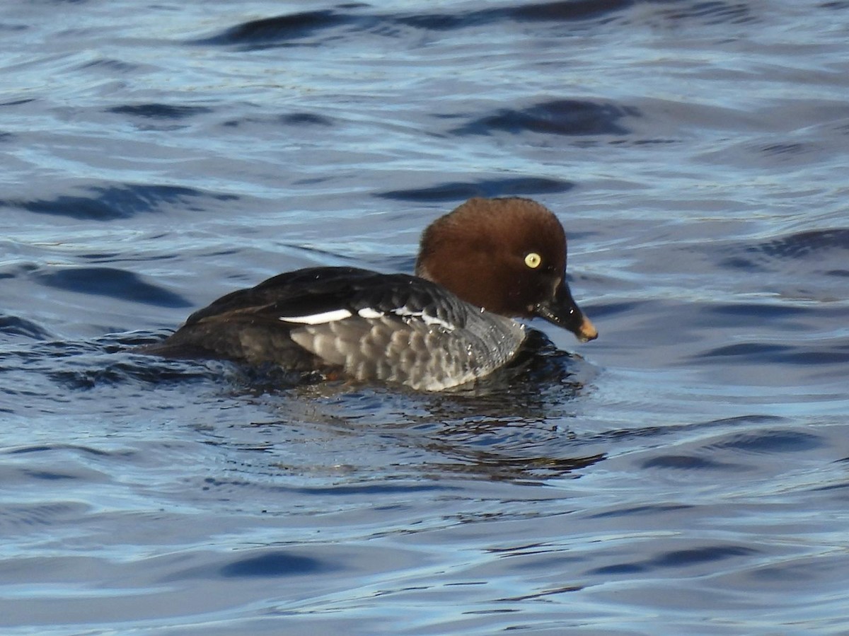 Common Goldeneye - ML626582833