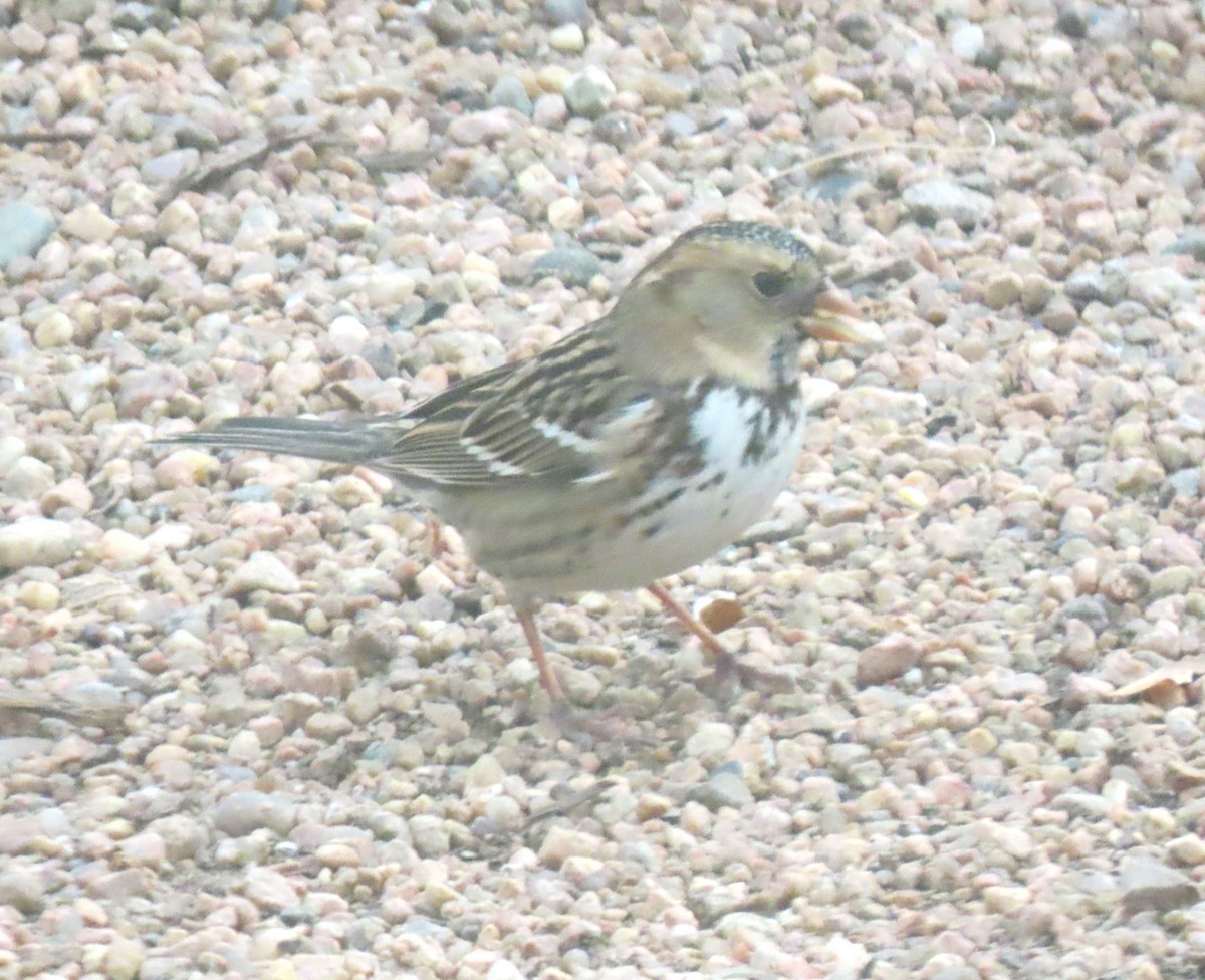 Harris's Sparrow - ML626582916