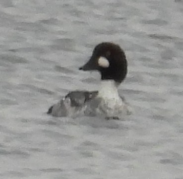 Common Goldeneye - ML626582966