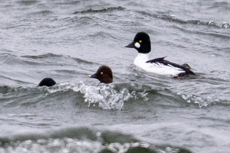 Common Goldeneye - ML626583135