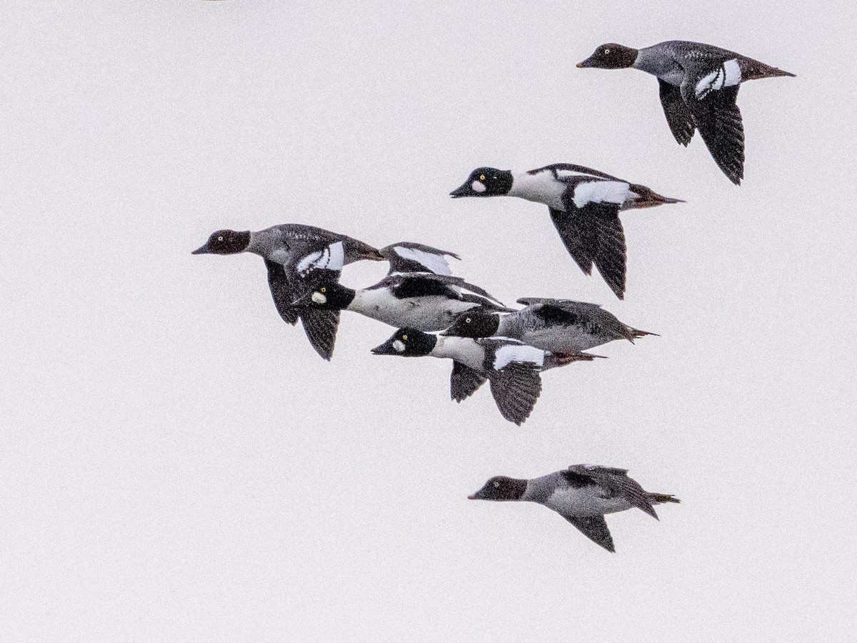 Common Goldeneye - ML626583136