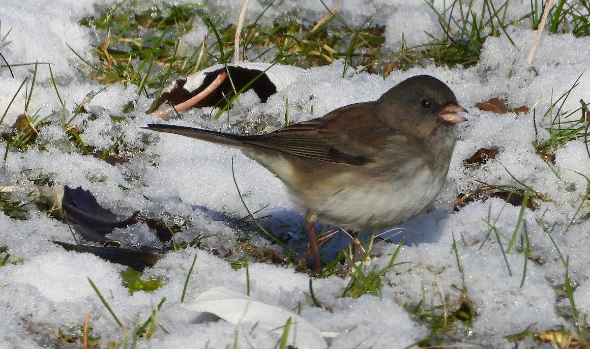 Dark-eyed Junco - ML626583337