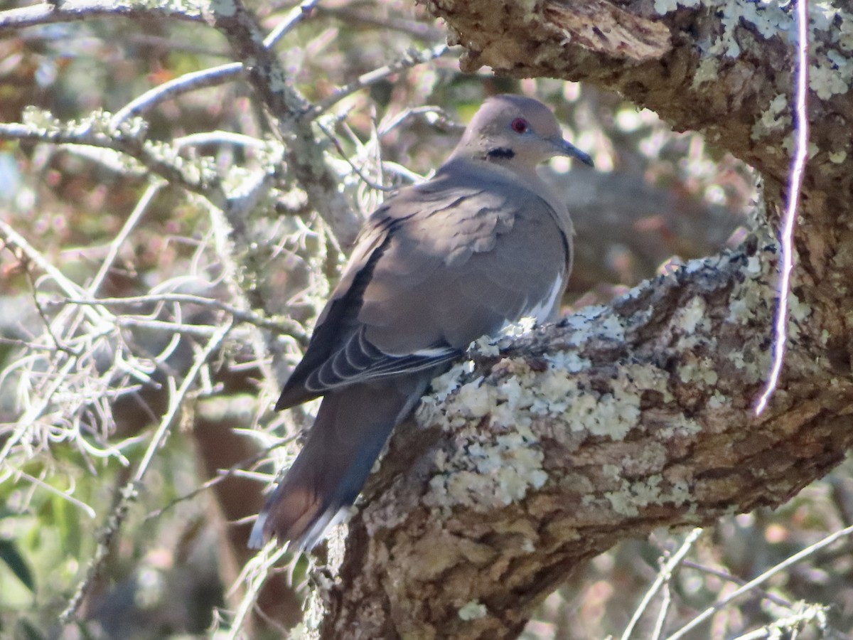 White-winged Dove - ML626583343