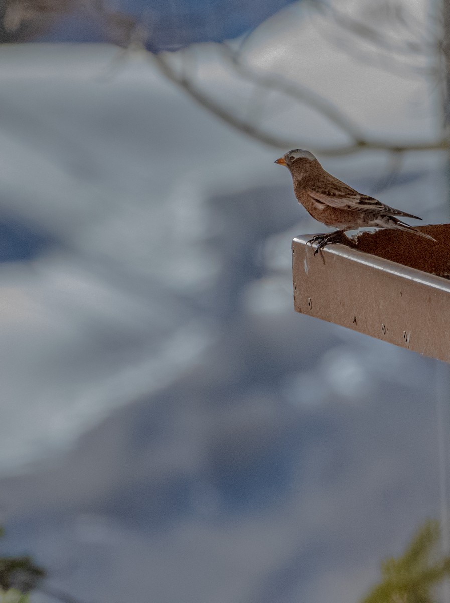 Gray-crowned Rosy-Finch - ML626583444