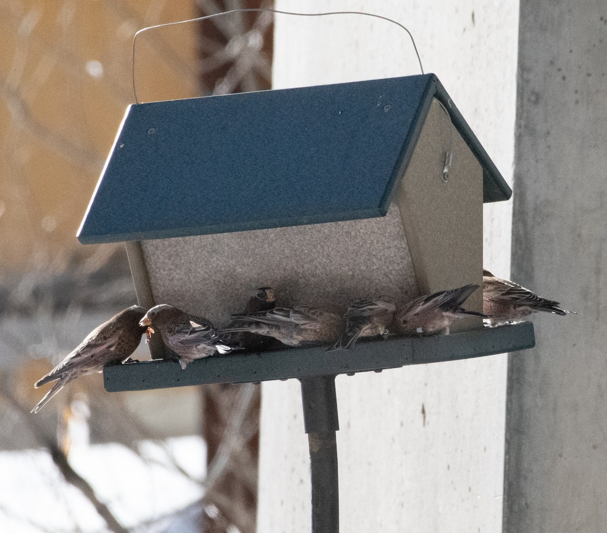 Gray-crowned Rosy-Finch - ML626583445